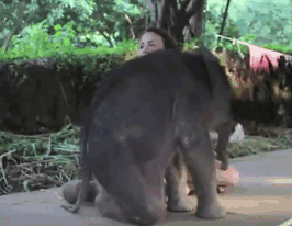 Baby elephant lying on women knees