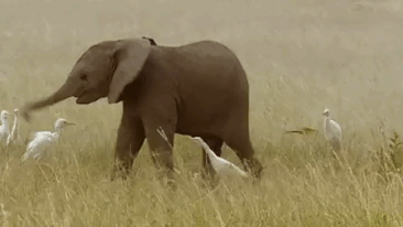 Elefante bébé