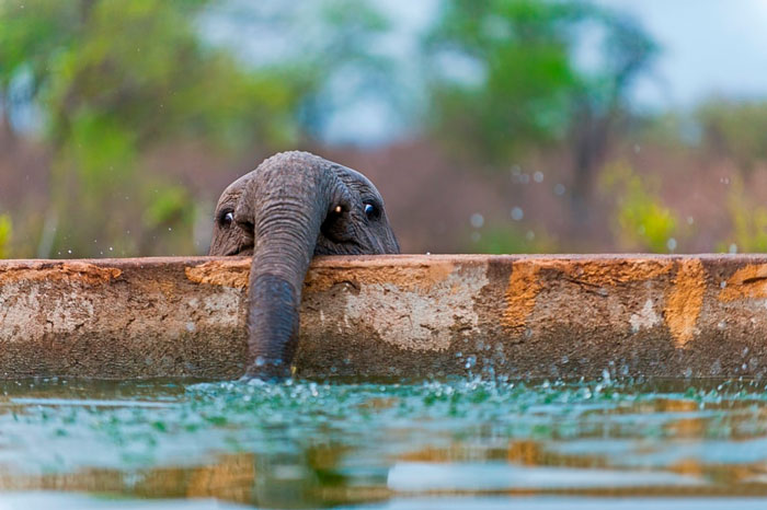 An elephant calf blowing bubbles as he is drinking water from a reservoir