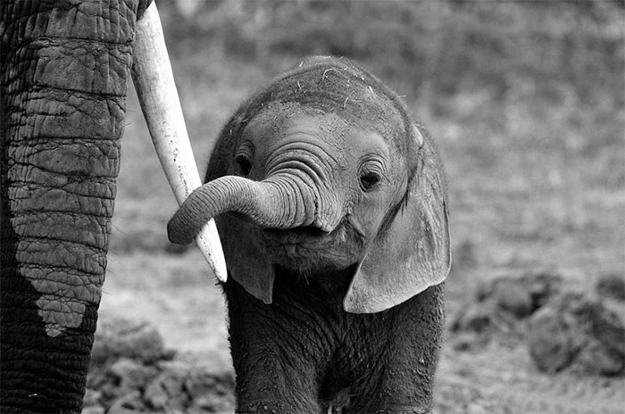Baby elephant grabbing mother tusk with trunk