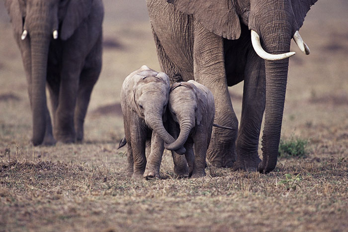 Two baby elephants walking along together with trunks entwined