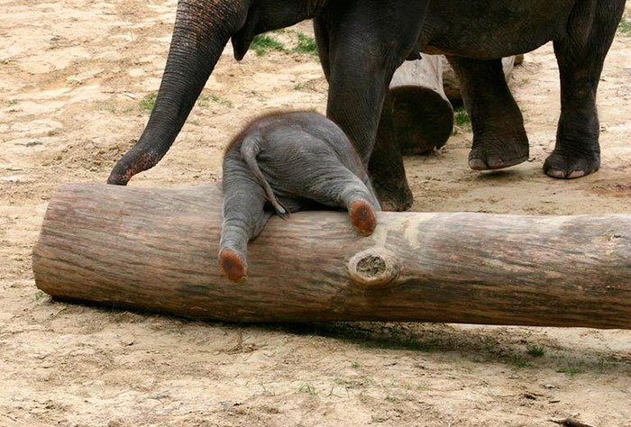 Baby elephant lying on the tree