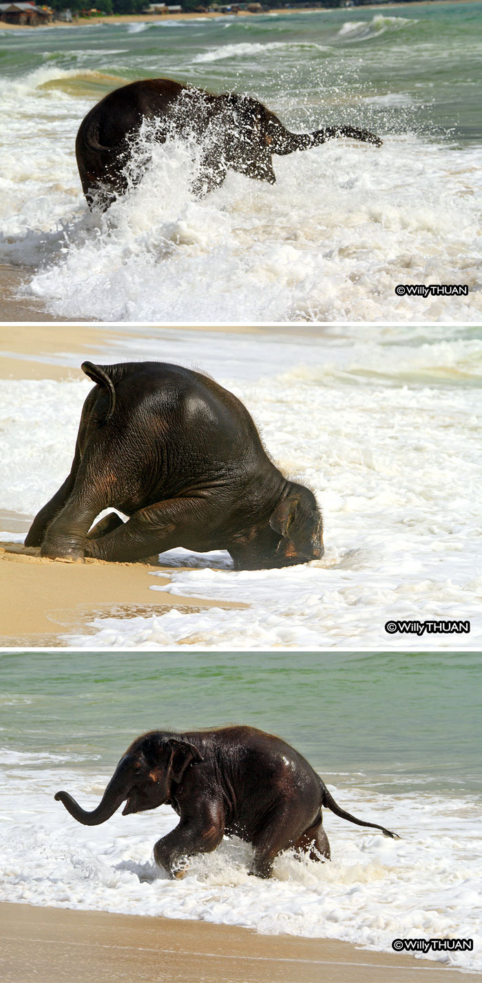 Baby elephant dancing at the beach