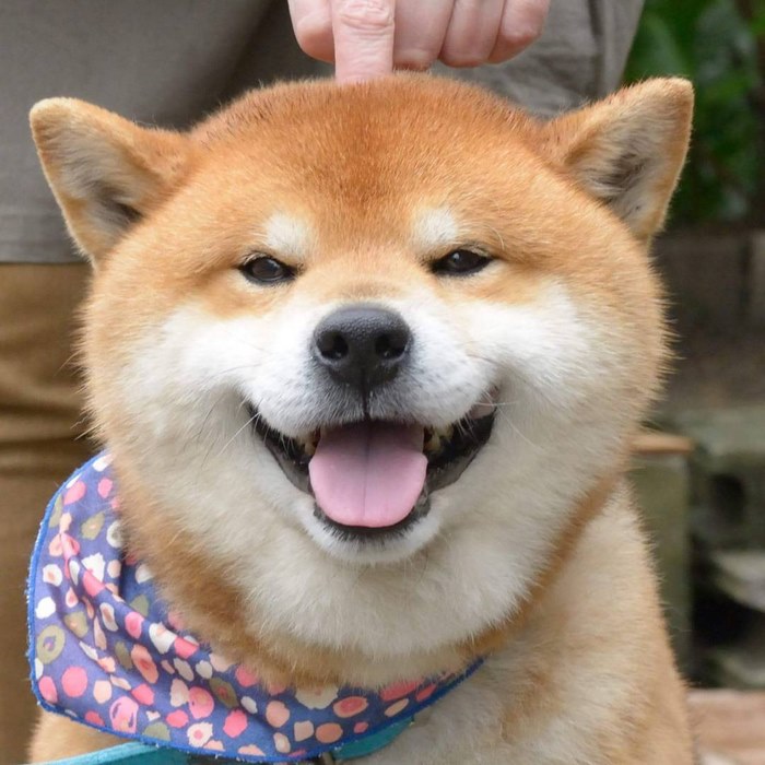 cute-dog-shiba-inu-ryuji-japan-1