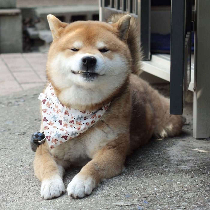 cute-dog-shiba-inu-ryuji-japan-11