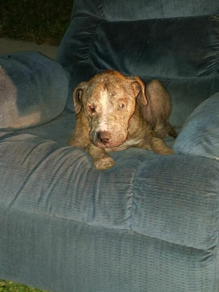 Abandoned Ex-Bait Dog Lived On An Old Armchair Waiting To Be Rescued