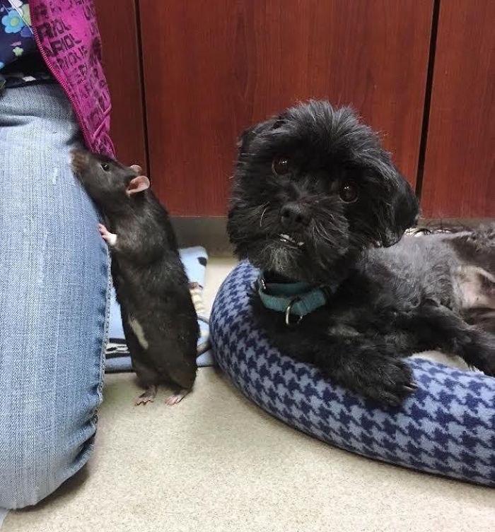 After This Cat, Dog, And Rat Were Left At A Shelter Together They Refuse To Be Separated