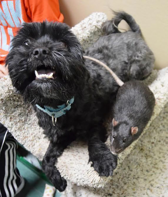 dog-cat-rat-inseparable-adopted-together-16