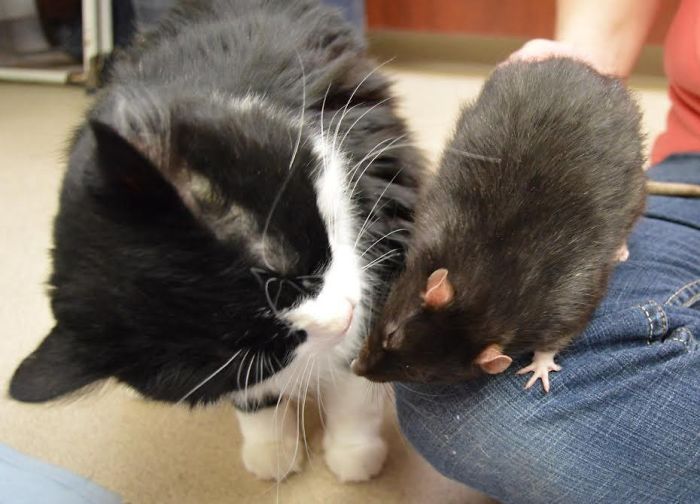After This Cat, Dog, And Rat Were Left At A Shelter Together They Refuse To Be Separated