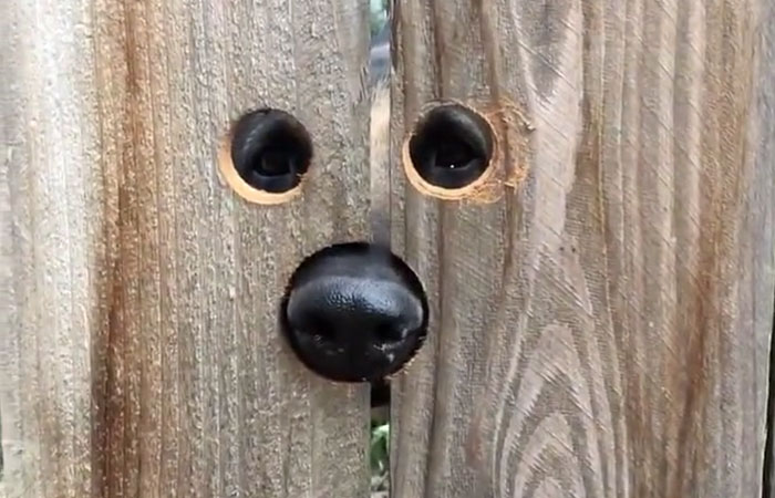 Neighbour Does The Most Brilliant Thing For A Dog Who Kept Jumping Every Day To Say Hello: