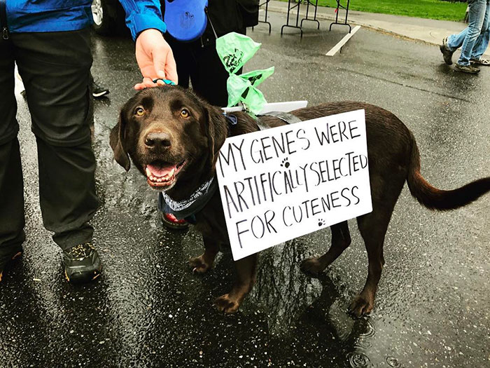 52 Dogs Who Marched For Science, And Totally Saved The World