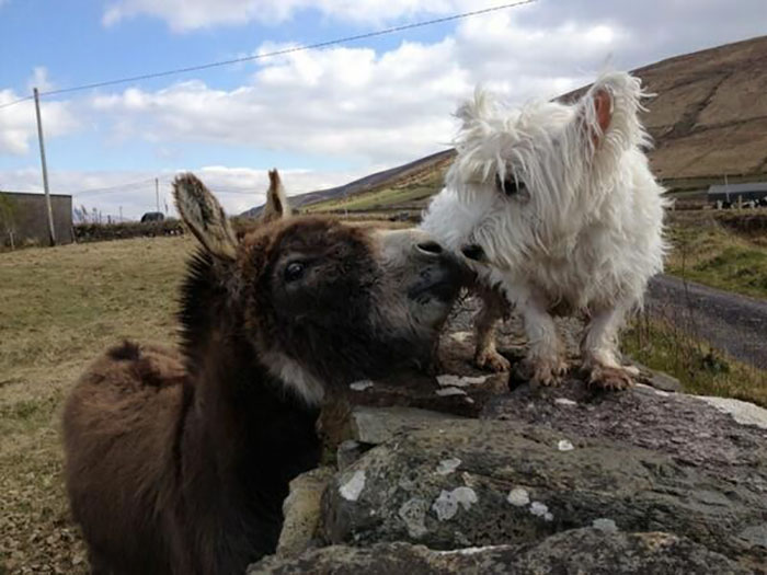 donkey-dog-long-distance-friendship-jack-buster-1