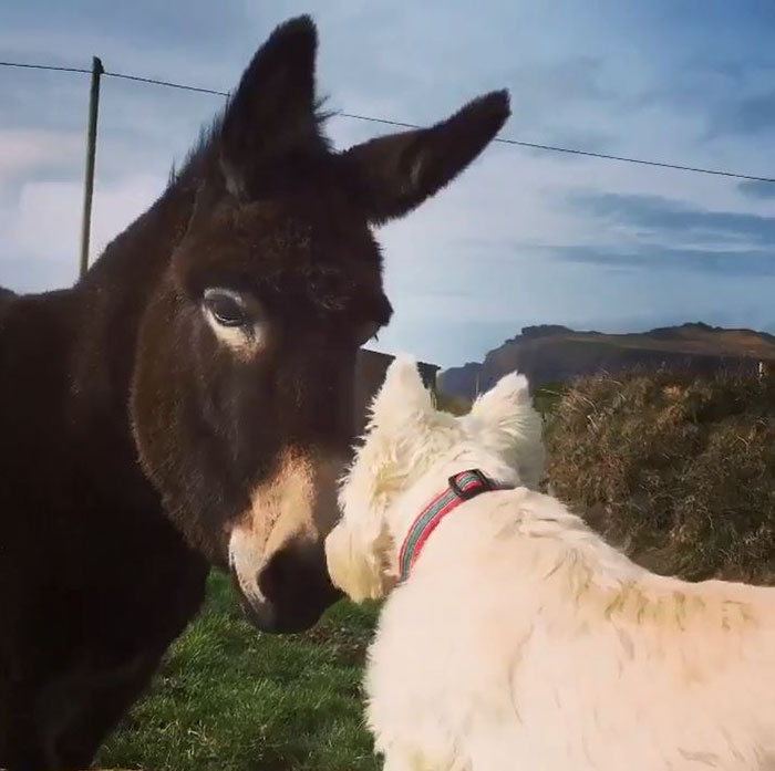 donkey-dog-long-distance-friendship-jack-buster-5