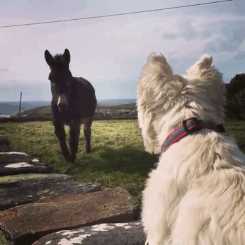 donkey-dog-long-distance-friendship-jack-buster-6