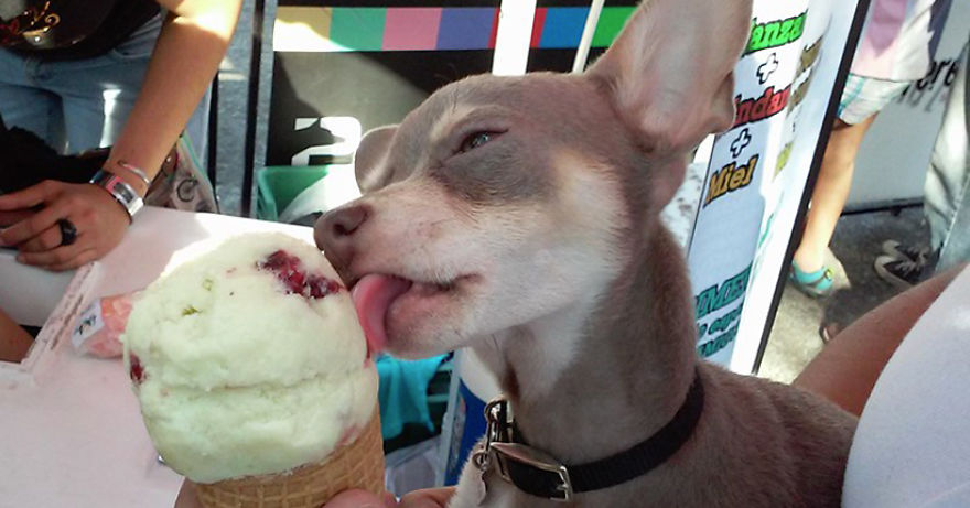 Ice Cream Parlor For Dogs Opens In Mexico