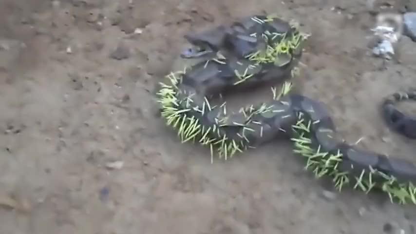Snake Tries To Eat A Porcupine, Regrets It Immediately