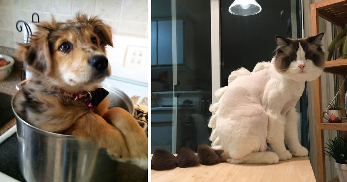 47 Pet Owners Who Regret Letting Other People Look After Their Animals
