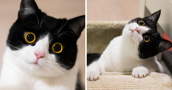 Meet Izzy, The Cat With The Most Expressive Face | Bored Panda