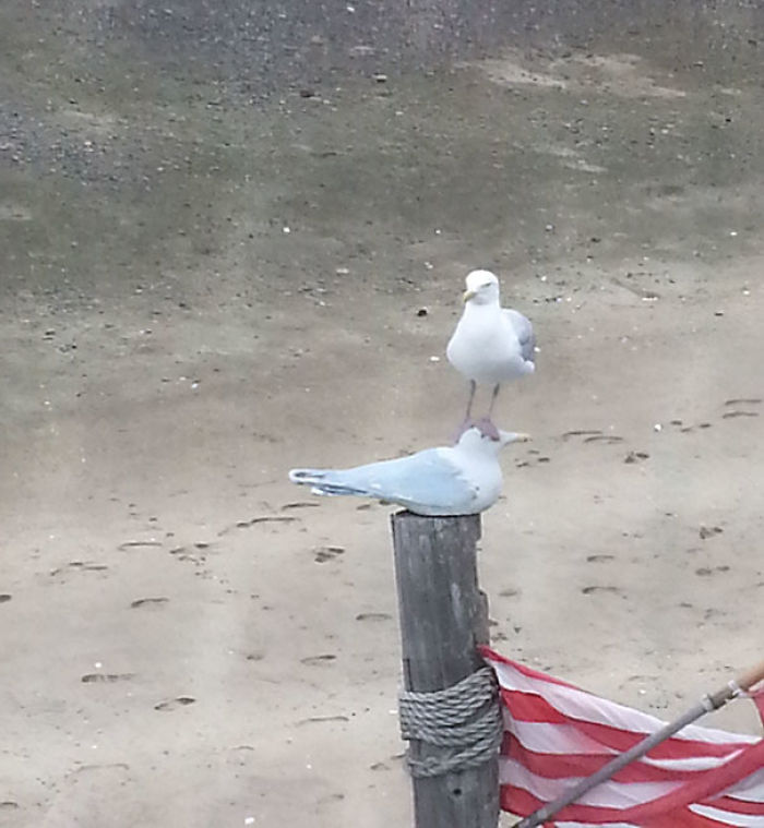 This Seagull