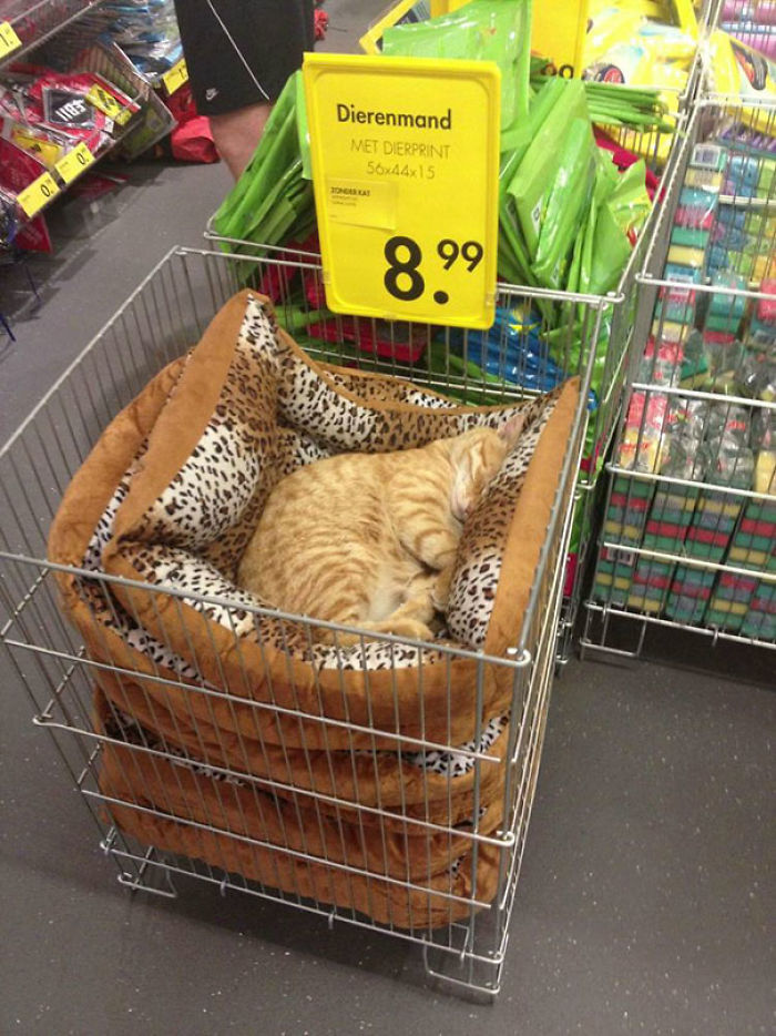 Just A Chilling Cat Giving Zero F*cks In A Local Store