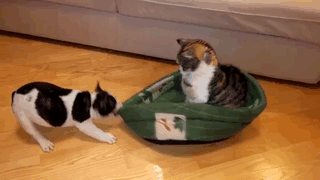 Puppy Tries To Get His Bed Back. Cat Does Not Care