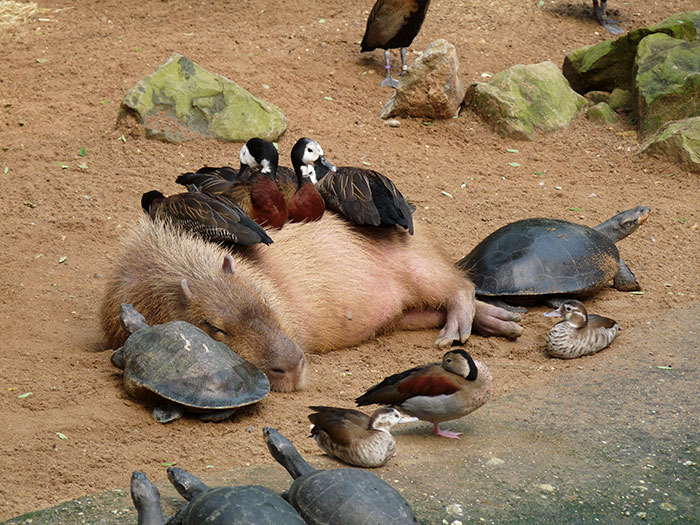 This Capybara Is Too Tired To Care