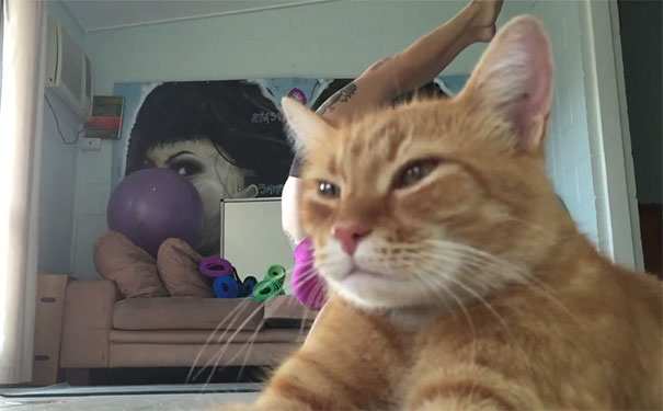 Funny Cat Photobombs