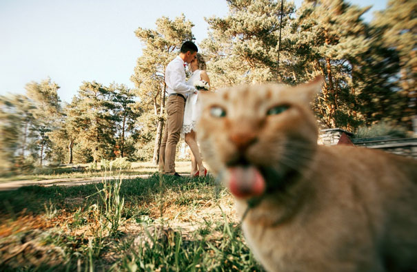 Funny Cat Photobombs
