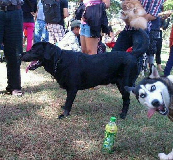 Funny Dog Photobombs