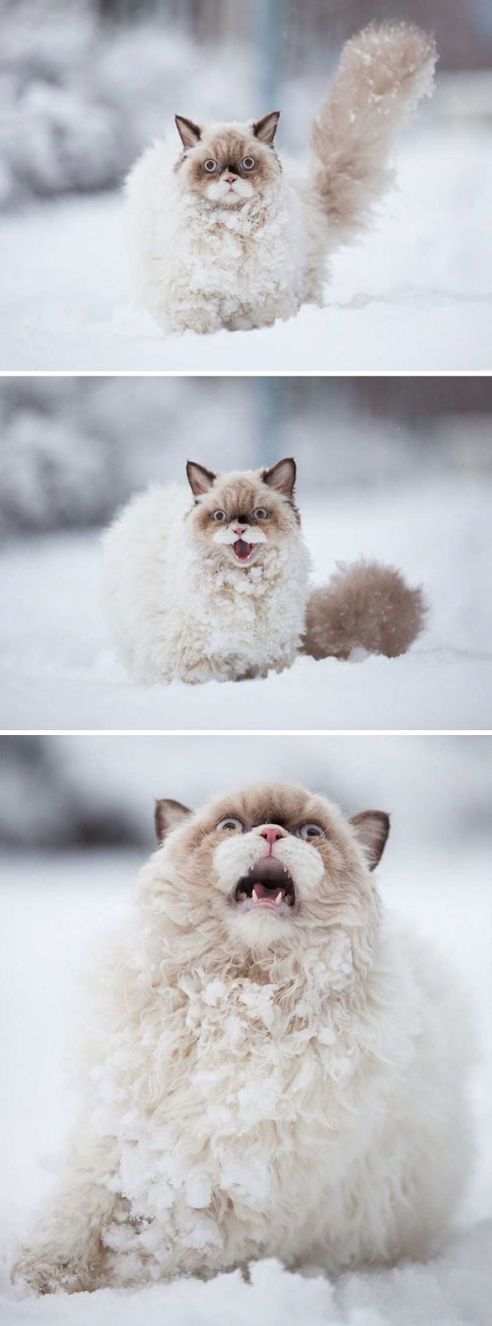 Gato descubriendo la nieve