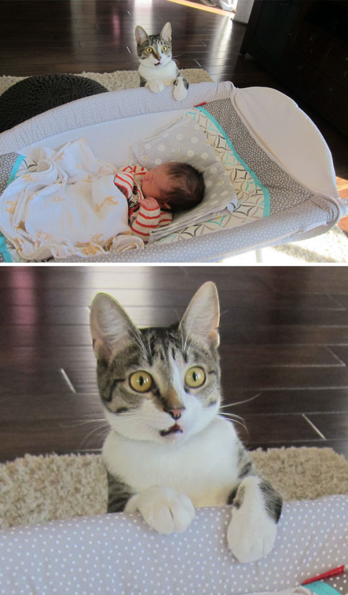 No le dijimos al gato que tuvimos un bebé
