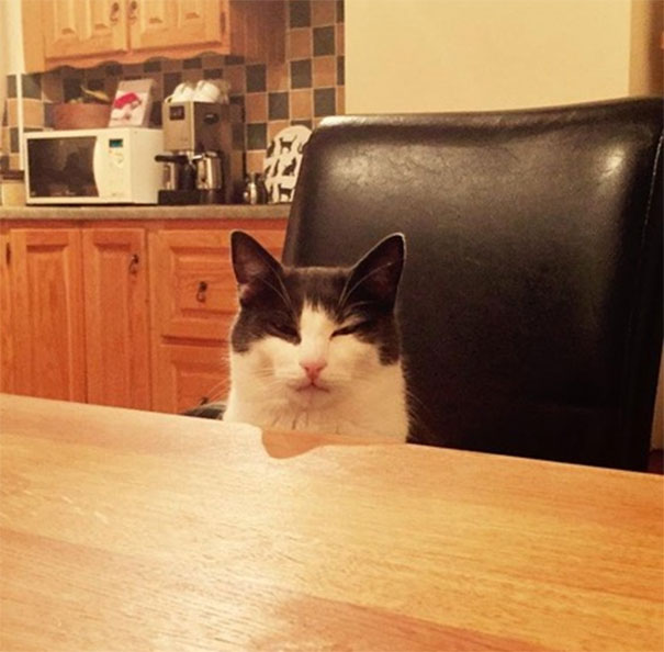 I Kicked Over My Cats Milk And Had No Replacement. He Sat Opposite Me As I Ate My Dinner Looking At Me Like This