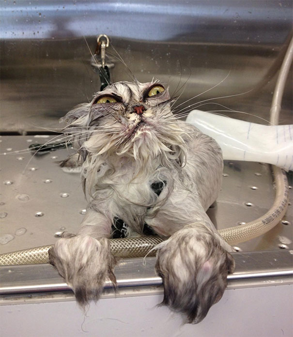 Cat Bath Returns!