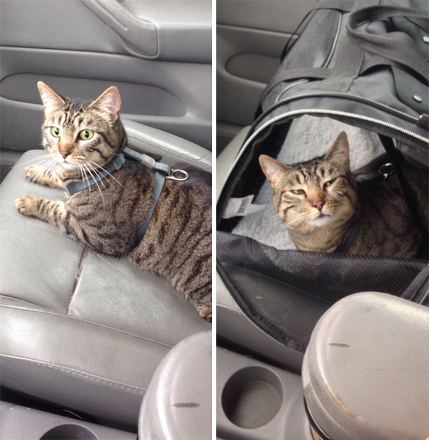 Took Porkchop To The Vet Today. This Was The Before And After Pics. This Was The Look I Got The Entire Ride Home
