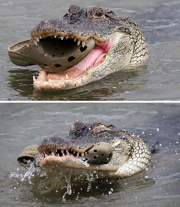 This Crocodile Eating Crocs