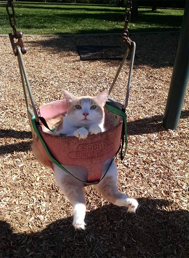 Not Only Was He Swinging, He Was On A Leash. The Most Patient Cat Ever