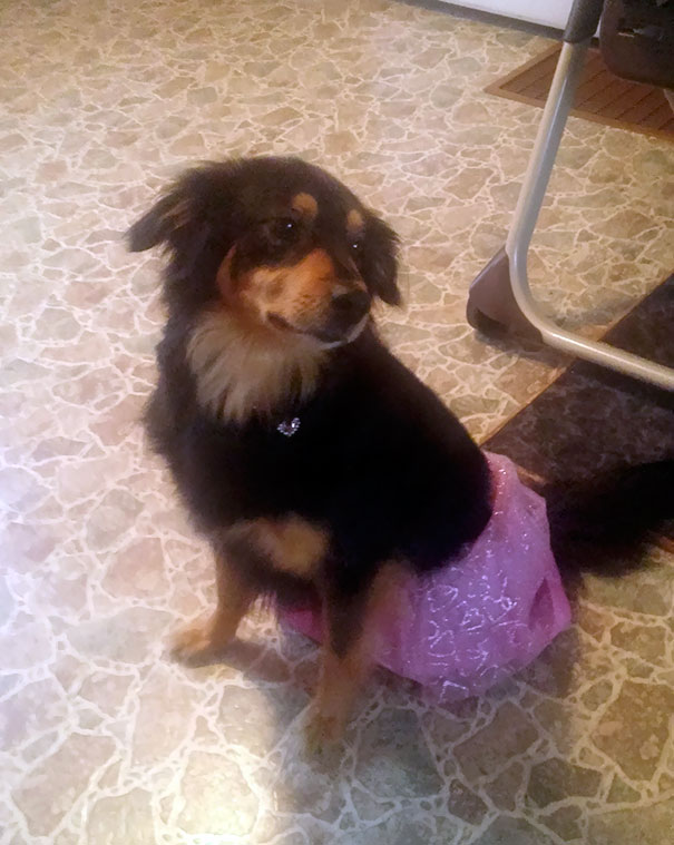 My Daughter Wanted Our Dog To Be A Princess