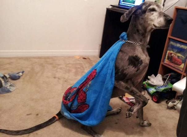 So Our Son Decided To Give The Dog A Cape
