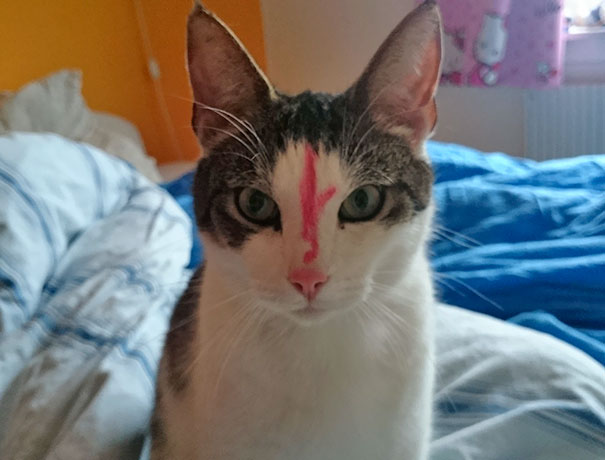 5-Year-Old Daughter + Lipstick + Cat =