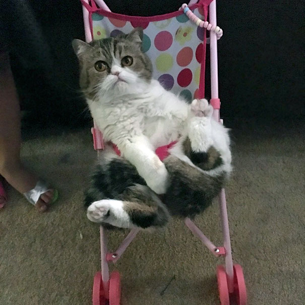 My Daughter Likes To Push Our Cat Around In A Stroller. Yes, She's Buckled In