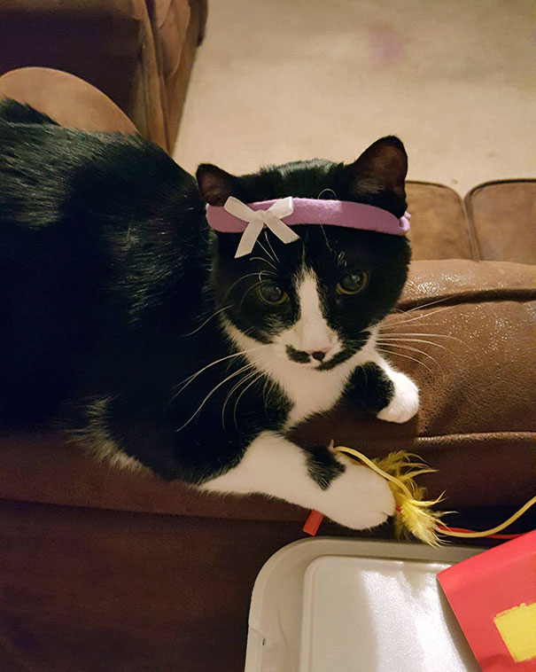 Daughter Thought Mittens Would Love The Headband