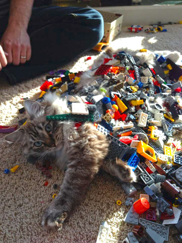 My 5-Year-Old Son Is Getting Good At Legos. He Built A Cat