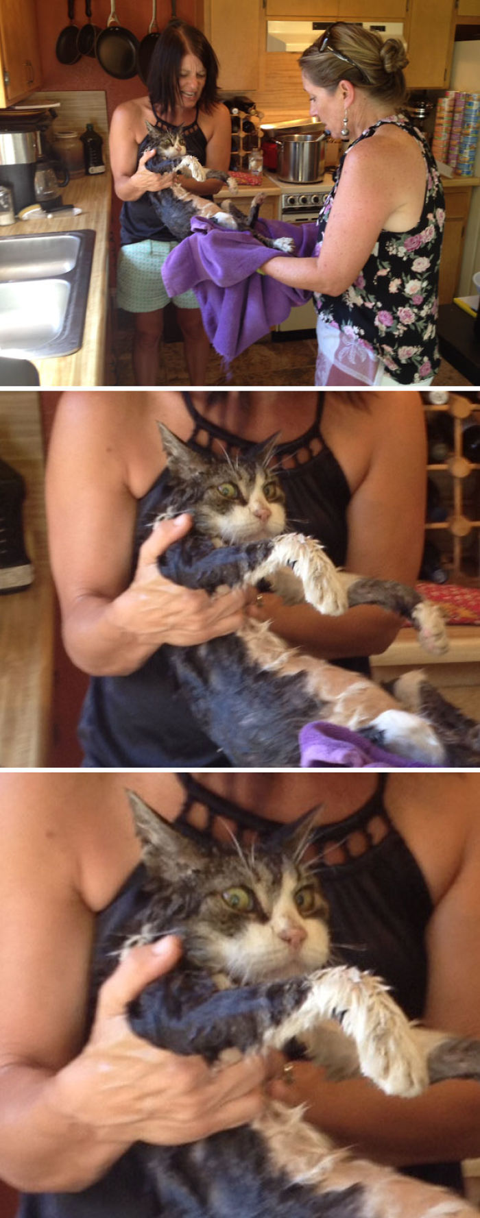 Mi madre y su amiga bebieron demasiado y le dieron un baño al gato
