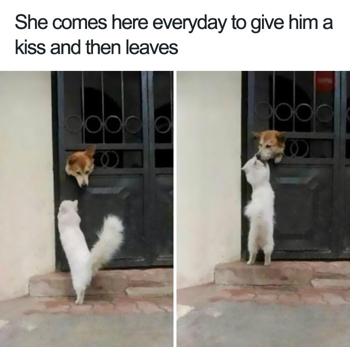 Animal Meme Animal Meme