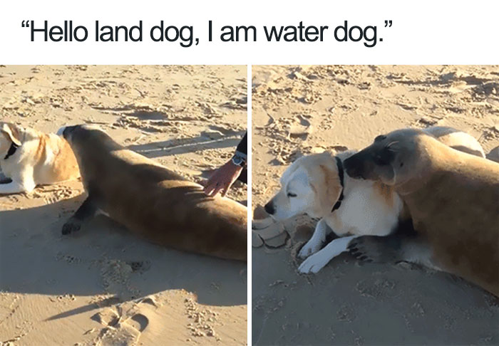 35 Of The Happiest Animal Memes To Start The Week With A Smile | Bored Panda