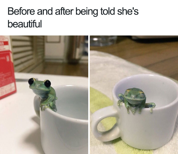 Happiest Little Frog