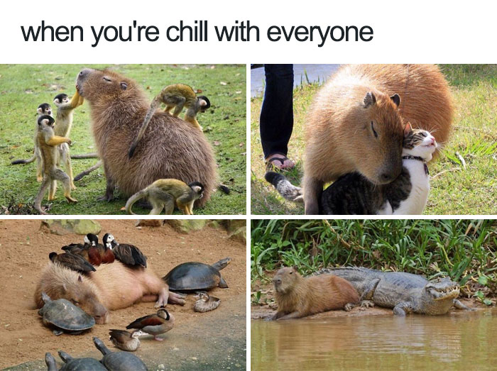35 Of The Happiest Animal Memes To Start The Week With A Smile | Bored Panda