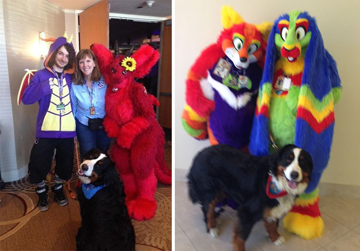 Woman Unaware That 'Furry Convention' Is Not For Pets, Takes Her Therapy Dog There And Becomes Famous
