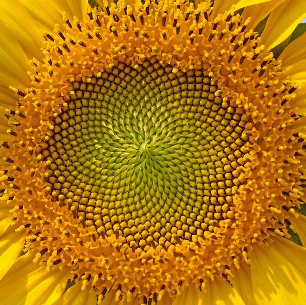golden-ratio-sunflowerjpg653x0_q80_crop-smart-58fa0c84c1569.jpg