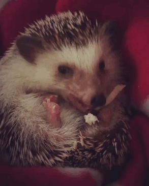 Meet Waldo, The Happiest Hedgehog Who Can't Stop Smiling